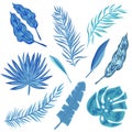 Set of tropical leaves Royalty Free Stock Photo