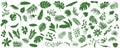 Set of Tropical leaves. Vector illustration of various green foliage isolated on white Royalty Free Stock Photo