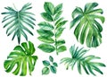 Set of Tropical leaves watercolor, beautiful palm leaf hand drawing, monstera liana Royalty Free Stock Photo