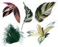 A set of tropical leaves. Watercolor realistic Caladium leaves.