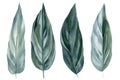 Set tropical leaves watercolor sketch, hand drawing Royalty Free Stock Photo