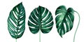Set of tropical monstera leaves isolated on white background. Watercolor illustration. Royalty Free Stock Photo