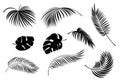 Set tropical palm leaf silhouette. Isolated. Vector Royalty Free Stock Photo