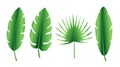 Set of tropical palm leaves, banana leaf, palmate leaves. Exotic collection of green gradient plant. Hand drawn botanical vector