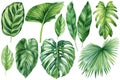 set of tropical palm leaves, banana, liana, monstera, green leaves painted in hand-made watercolor, botanical painting Royalty Free Stock Photo