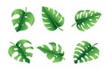 Set of tropical palm leaves, jungle Monstera leaves. Exotic collection of green gradient plant. Hand drawn botanical vector Royalty Free Stock Photo