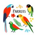 Set of tropical parrots with palm leaf and hibiscus flower. Isolated vector illustration of exotic birds. Flat design. Royalty Free Stock Photo