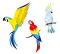 A set of tropical parrots.