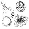 Set of tropical passion fruit and passion flower vector illustration isolated on white. Maracuja, sliced fruit hand Royalty Free Stock Photo