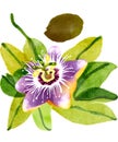 Set of tropical passion fruit, flowers and leaves watercolor illustration isolated on white background. Royalty Free Stock Photo