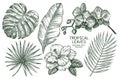 Set of tropical plants drawn in vector.