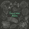 Set of tropical plants and flowers on dark background