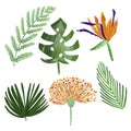 Set on tropical plants and flowers on white background. Fern, monstera, palm leaf, strelitzia. Hand drawing. Postcard, mug, utensi Royalty Free Stock Photo