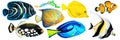 Set of tropical reef fish clownfish, moorish idol zanclus, Emperor angelfish, blue-ringed angelfish, blue tang, yellow tang Royalty Free Stock Photo