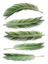 Set with tropical Sago palm leaves