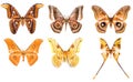 Set of tropical saturniidae night moths Royalty Free Stock Photo