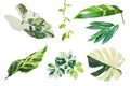 Set of Tropical Variegated Leaves Isolated on White Background with Clipping Path Royalty Free Stock Photo