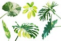 Set of Tropical Variegated Leaves Isolated on White Background with Clipping Path Royalty Free Stock Photo