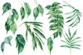 Set of Tropical watercolor palm leaf, jungle flora