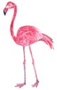 Set of tropical wild birds. Pink Flamingo, tropical wild bird.