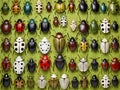 Set of True Bugs of Europe