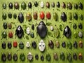 Set of True Bugs of Europe