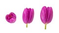 Set of tulip buds in different camera angles isolated on white b
