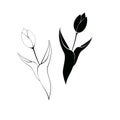 Set of Tulip flower graphic black white isolated sketch illustration.