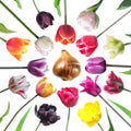 Set of tulip flowers of different colors with tulip bulb and leaves isolated on white background