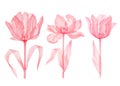 Set Tulip pink transparent flower Royalty Free Stock Photo