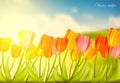 Set of tulips against sunny background