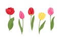 Set of tulips in different colors and shapes. Yellow, red and pink blooming tulips flowers and green leaves isolated Royalty Free Stock Photo