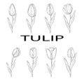 Set of tulips hand drawn outline.Black and white image.Coloring.Spring flowers.Isolated on a white background.Bouquet for the Royalty Free Stock Photo