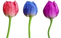 Set tulips red, blue, purple flowers isolated on a white background. Close-up. Flower buds on a green stem. For design. Royalty Free Stock Photo