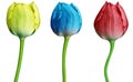 Set tulips red, blue, yellow flowers isolated on a white background. Close-up. Flower buds on a green stem. For design. Royalty Free Stock Photo