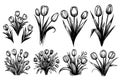 Set of tulips sketch hand drawn in doodle style illustration. Royalty Free Stock Photo