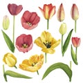 Set Tulips yellow and red bud, flowers and leafs isolated. Watercolor hand drawing illustration. Art for design