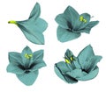 Set turquoise Gippeastrum. Flowers on a white isolated background with clipping path. Closeup. no shadows. For design