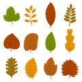 Set of twelve different autumn leaves isolated on white background