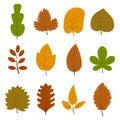 Set of twelve different autumn leaves isolated on white background.