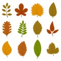 Set of twelve different autumn leaves isolated on white background