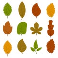 Set of twelve different autumn leaves isolated on white background.