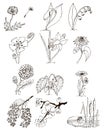 Set of twelve vector drawings of plants and flowers