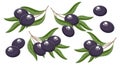 Set of twigs with black olives and leaves. Illustration, decorative elements Royalty Free Stock Photo
