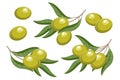 Set of twigs with green olives and leaves. Illustration, decorative elements Royalty Free Stock Photo