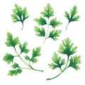 A set of twigs and leaves of parsley.