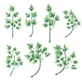 A set of twigs and leaves of parsley.