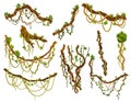 Set of twisted wild lianas branches. Jungle vine plants. Rainforest flora and exotic botany