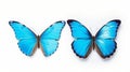 Set two beautiful blue with purple butterflies isolated 1690445225006 8 Royalty Free Stock Photo