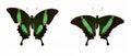 Set of two beautiful butterflies Papilio palinurus